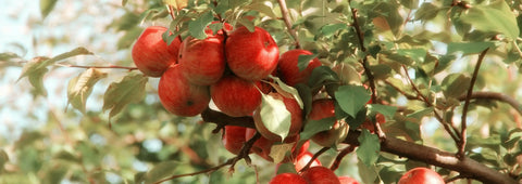 Apples on a Tree for Fresh Homemade Hard Cider