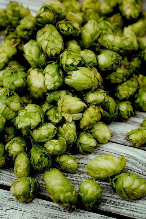 Hops