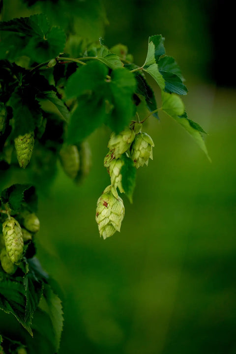 Hops