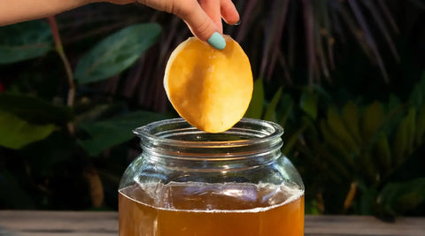 Kombucha Scoby from Craft a Brew