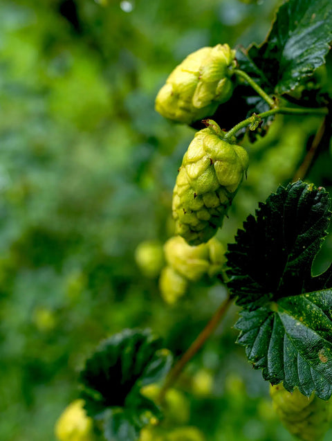 How to Brew Dark IPA